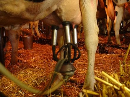 Cum utilizam corect aparatele de muls vaci?