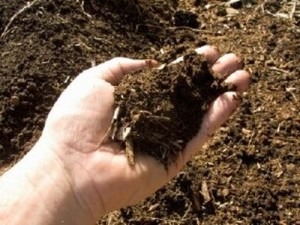 Importanta solului in cultivarea plantelor