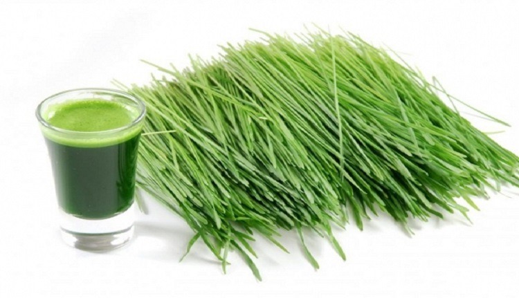Orzul verde este un aliment cu efecte remarcabile asupra organismului, si este folosit in medicina traditionala de foarte mult timp, inca din antichitate.